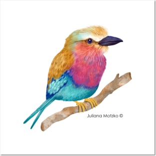 Lilac Breasted Roller Bird Realistic Illustration Posters and Art